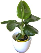 Gardenmarketplace Kamerplanten Musa Dwarf Cavendish (Bananenplant), 45cm