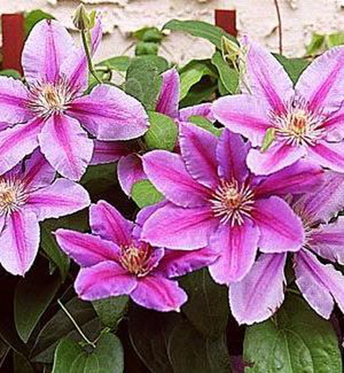 Hello Plants Clematis Nelly Moser Bosrank - Klimplant - Ø 15 cm - Hoogte: 65 cm