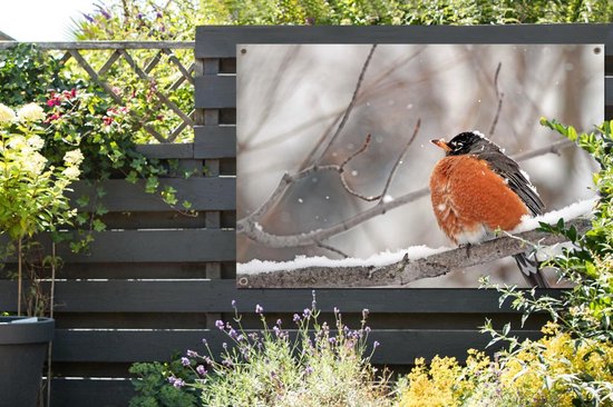 Affiche de jardin Robin sur une branche enneigée 180x120 cm - Toile de jardin / Toile d'extérieur / Peintures d'extérieur (décoration de jardin) XXL / Groot format!
