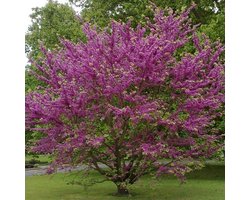 Cercis Siliquastrum - Judasboom 40-50 cm in pot - De Betoverende Judasboom met Roze Lentebloesem