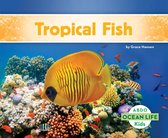 Ocean Life - Tropical Fish