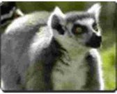 Ringstaart  Lemur  Muismat