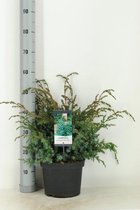 Juniperus chinensis 'Blue Alps'; Totale hoogte ±80 cm incl. Ø23cm pot | Chinese jeneverbes