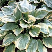 3 x Hosta Ventricosa 'Aureomarginata' - Hartlelie pot 9x9cm, geelgerand blad en schaduwtolerant