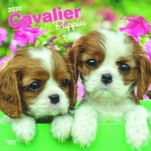 Cavalier King Charles Puppies Kalender 2020