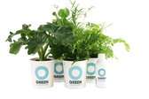 Ogreen South America planten pakket - Luchtzuiverend - Set van 4 stuks - Planten gifts - Kamerplanten - Cadeau - Planten Voeding - Giftbox - Geschenkset