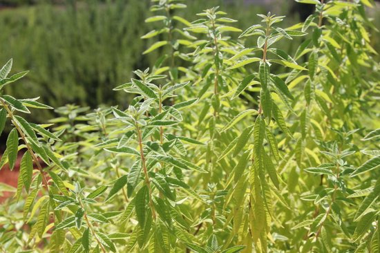 Citroenverbena - Set van 2 planten in groene pot - Aloyia triphylla