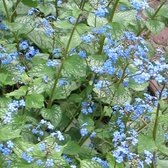 3 x Brunnera Macrophylla Jack Frost® - Kaaps-Vergeet-Me-Nietje pot 9x9cm - Zilvergroen blad, blauwe bloemen