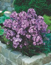 3 stuks Phlox P Blue Paradise Samplant