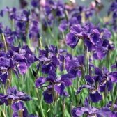 6 x Iris Sibirica 'Caesar's Brother' - Baardloze Iris pot 9x9cm - Donkerblauwe bloemen, moerasplant