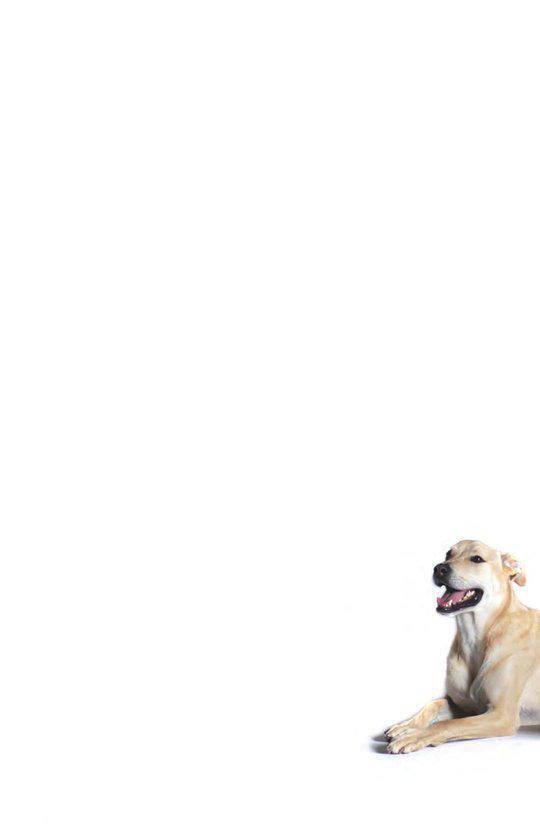 Een lichte, staande hond ligt op een witte achtergrond met de bek open.