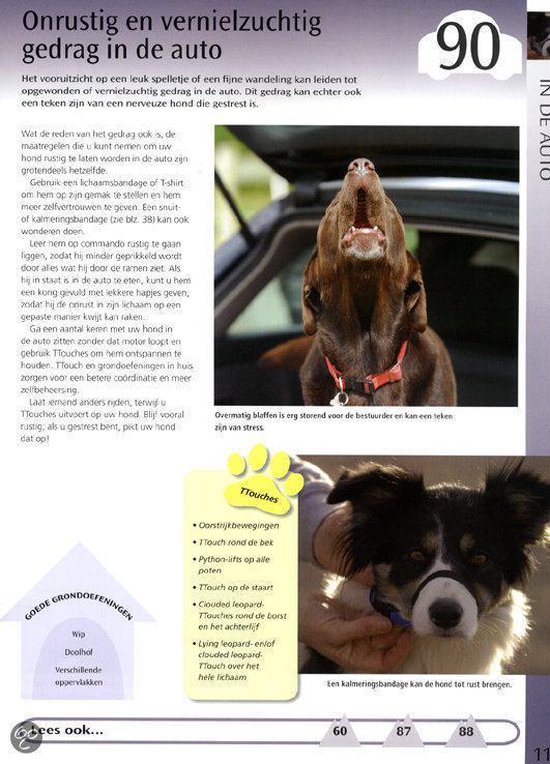 Een bruine hond met een rode halsband kijkt omhoog vanuit de achterkant van een auto.
