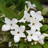 Jasminum officinale - Winterjasmijn - 50-60 cm in pot: Klimplant met geurende witte bloemen in de zomer.