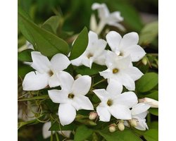 Jasminum officinale - Winterjasmijn - 50-60 cm in pot: Klimplant met geurende witte bloemen in de zomer.