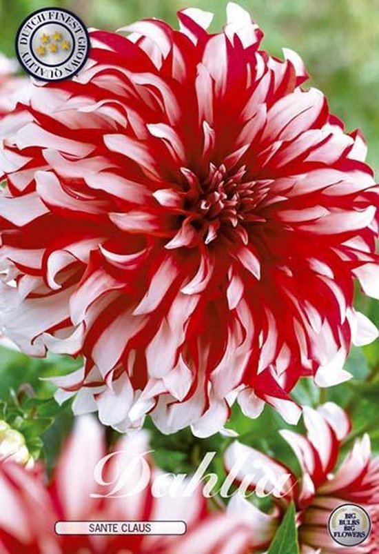 Dutch Finest Quality bloembollen - Dahlia Deco. Catching Fire x 1 I .s 1 bloembol / knol / stronk - kleur rood - hoogte 80 cm