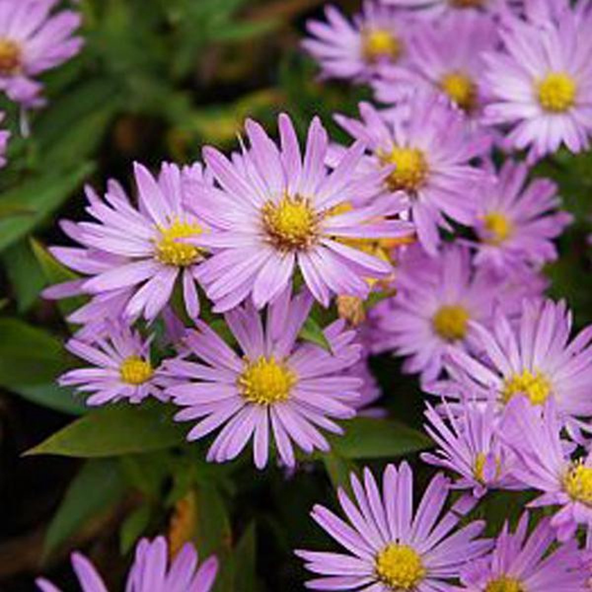 6 x Aster Dumosus 'Anneke' - Herfstaster pot 9x9cm