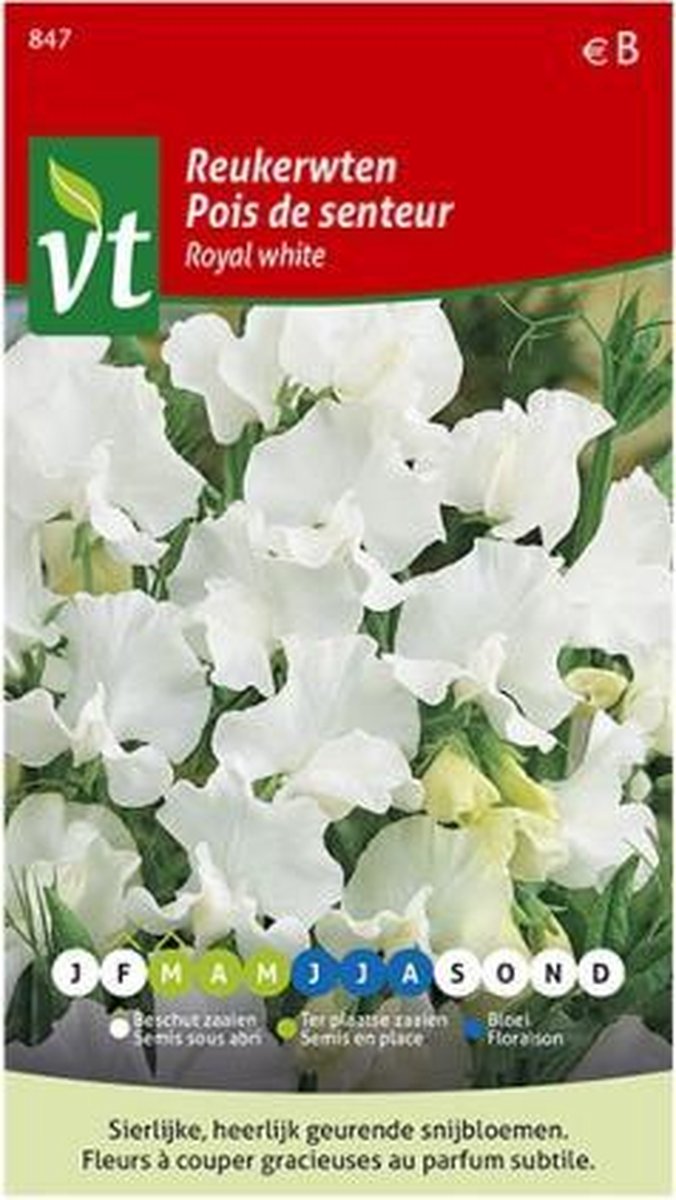 Reukerwten Royal White, klimplant met heerlijk geurende en sierlijke bloemen