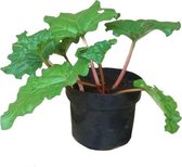 Kleinfruit - 1 Rabarber Plant in 17cm pot. Rheum rhabarbarum.