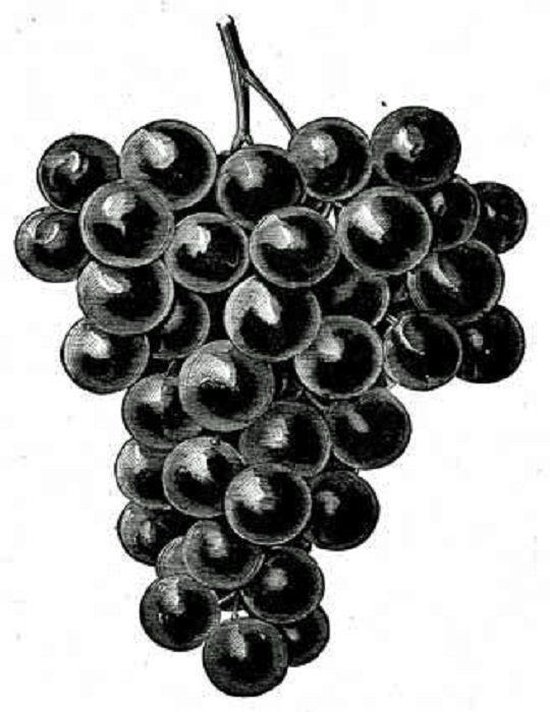 The Cultivation of the Native Grape and Manufacture of Ameri ... - cover