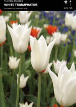 50 x Tulp White Triumphator