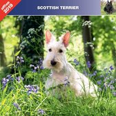 Schotse Terrier Kalender 2024