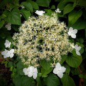 Hydrangea anomala petiolaris - Klimhortensia - 30-40 cm in pot: Klimmende hortensia met witte bloemschermen, geschikt voor schaduw.