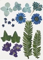 Gedroogde bloemen en bladeren, 19 div, blauw