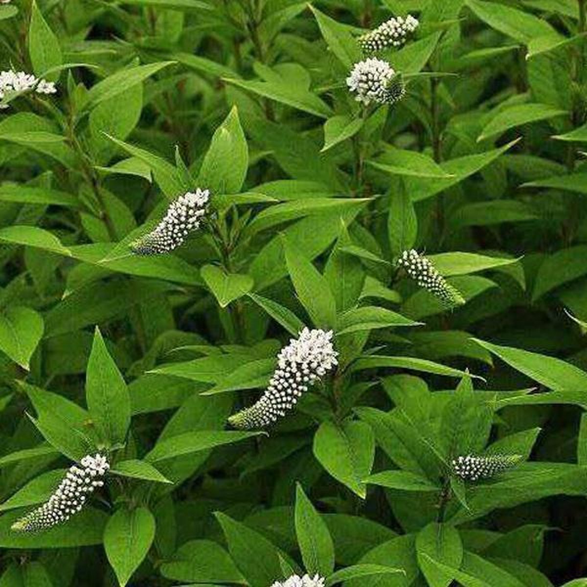 6 x Lysimachia Clethroides - Wederik pot 9x9cm