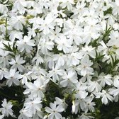 6 x Phlox 'White Admiral' - Vlambloem Pot 9x9 cm - Witbloeiende Vaste Plant