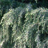 CEDRUS DEODARA - Himalayaceder 80-100 cm in pot