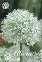 Mount Everest Allium Bloembollen 1 stuks bolmaat 24+