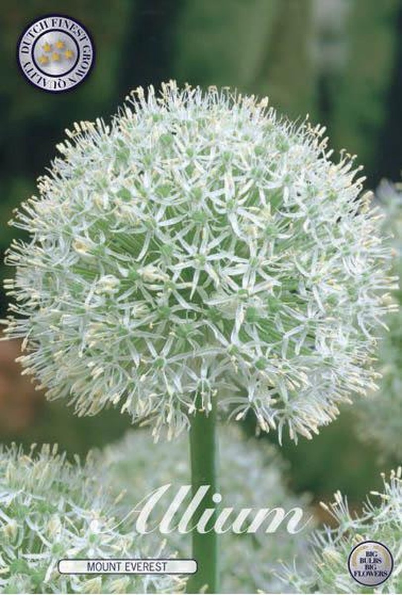 Mount Everest Allium Bloembollen 1 stuks bolmaat 24+