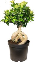 Ficus microcarpa ginseng bonsai 40cm hoog potmaat 14