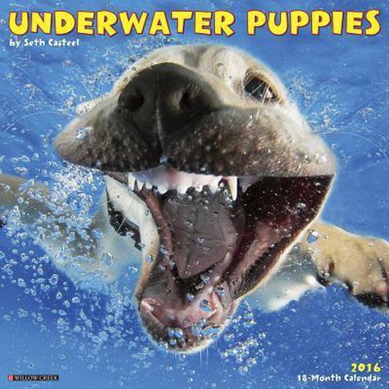 Underwater Puppies Calendar, Not Available 9781623438166 Boeken