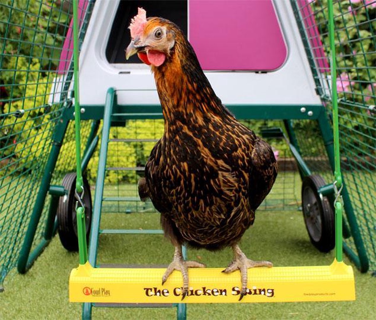 Dieren - kippen - kippen speelgoed in het kippen hok - kippen schommel -  groen - geel... | bol.com