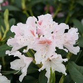 Rhododendron 'Cunningham White' - 40-50 cm in pot: Zuiver witte bloemen met een geelgroen oog, wintergroen.