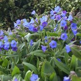6 x Pulmonaria Angustifolia 'Azurea' - Longkruid - Blauwe bloemen, smal blad