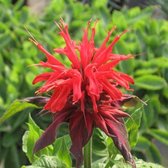 6 x Monarda 'Cambridge Scarlet' - Bergamotplant Pot 9x9 cm - Scharlakenrode Bloemen