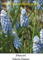 muscari Valerie Finnes 50 bollen maat 8/+