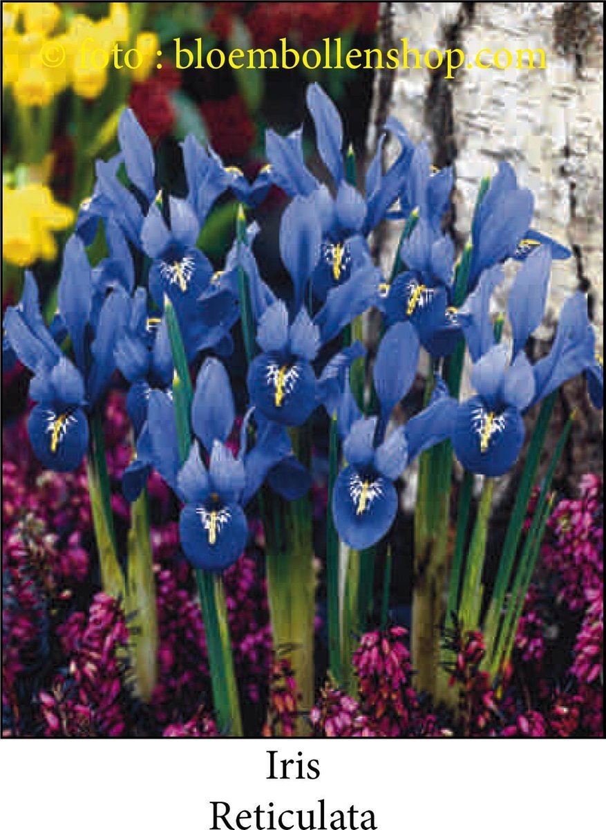 iris Reticulata 35 bollen maat 6/+