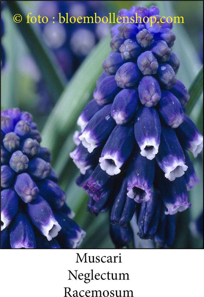 muscari Neglectum 30 bollen maat 5/+