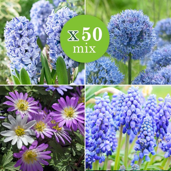 50x Bollenmix 'Blue Collection' - Muscari + Anemone + Hyacinthus + Allium -  Blauwe... | bol.com