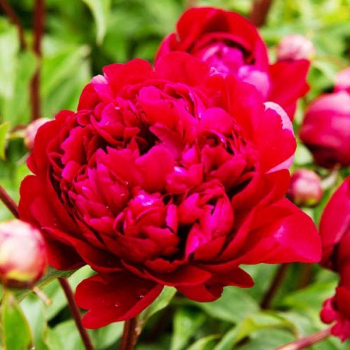 Dutch Bulbs Pioenroos - Dark Red Passion - Tuinplant - 1 stuk - Rood - Buitenplanten Winterhard
