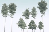 Komar Pines Vlies Fotobehang 400x280cm 4-banen