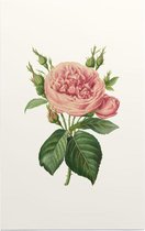 Roos Aquarel (Rose) - Foto op Forex - 40 x 60 cm