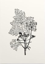 Gevlekte Scheerling zwart-wit (Hemlock) - Foto op Posterpapier - 29.7 x 42 cm (A3)