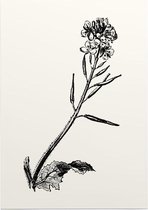 Herik zwart-wit (Charlock) - Foto op Posterpapier - 42 x 59.4 cm (A2)