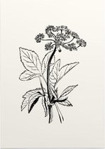 Zevenblad zwart-wit (Gout Weed) - Foto op Posterpapier - 50 x 70 cm (B2)