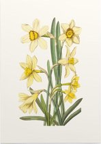 Gele Narcis Aquarel (Daffodil) - Foto op Posterpapier - 50 x 70 cm (B2)