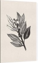 Ilex Hulst zwart-wit 2 (Holly Bud) - Foto op Canvas - 40 x 60 cm